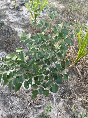 Dalbergia cochinchinensis, 2024-01-01