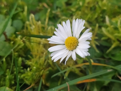 Foto de Margarida