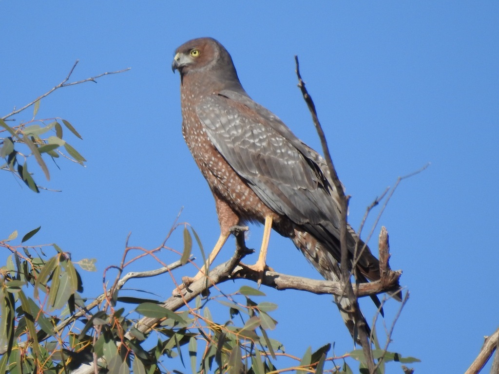 Spotted Harrier photo