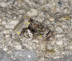 Behrensia conchiformis