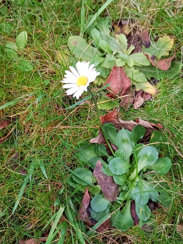 Foto de Margarida