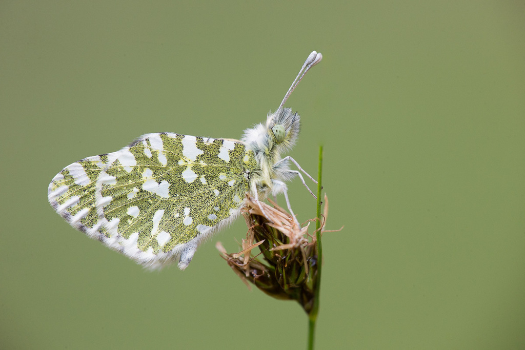 Corsican Dappled White