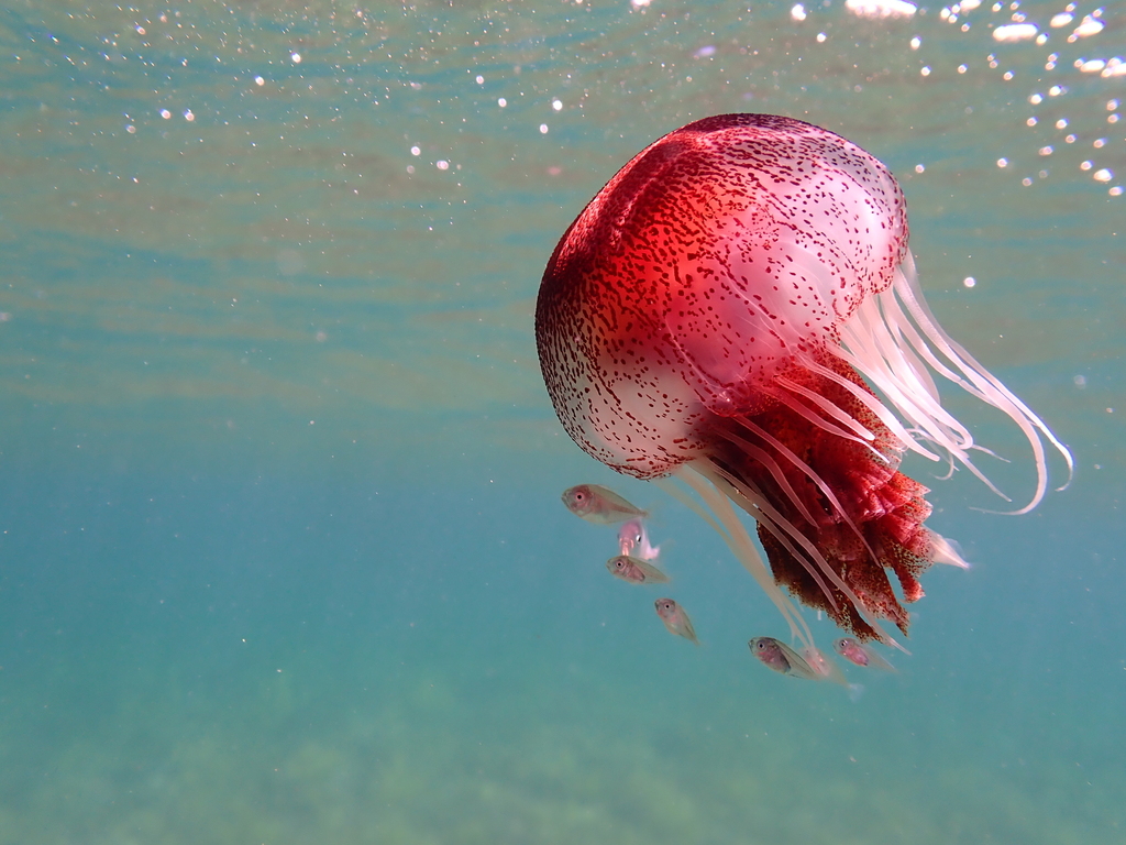 Australian Sea Nettle From Second Valley SA 5204 Australia On December   Large 