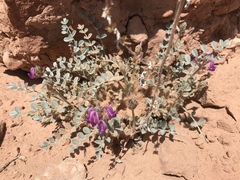 Astragalus amphioxys