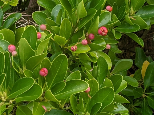 Evônimo