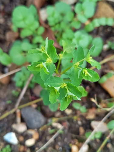 Foto de Leiteira-de-jardim