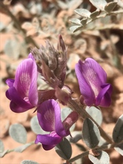 Astragalus amphioxys