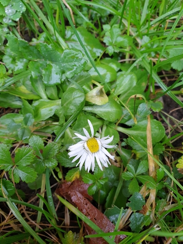 Foto de Margarida