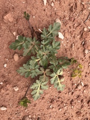Cymopterus
