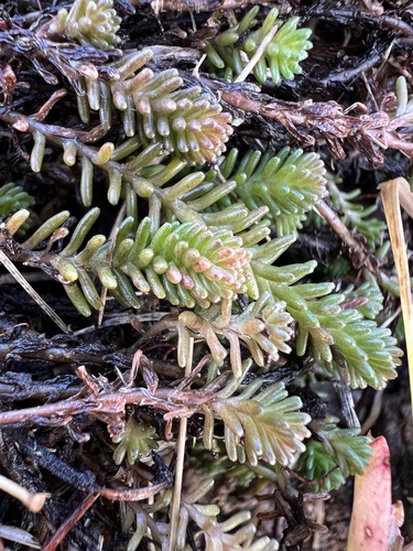Escadinha verde
