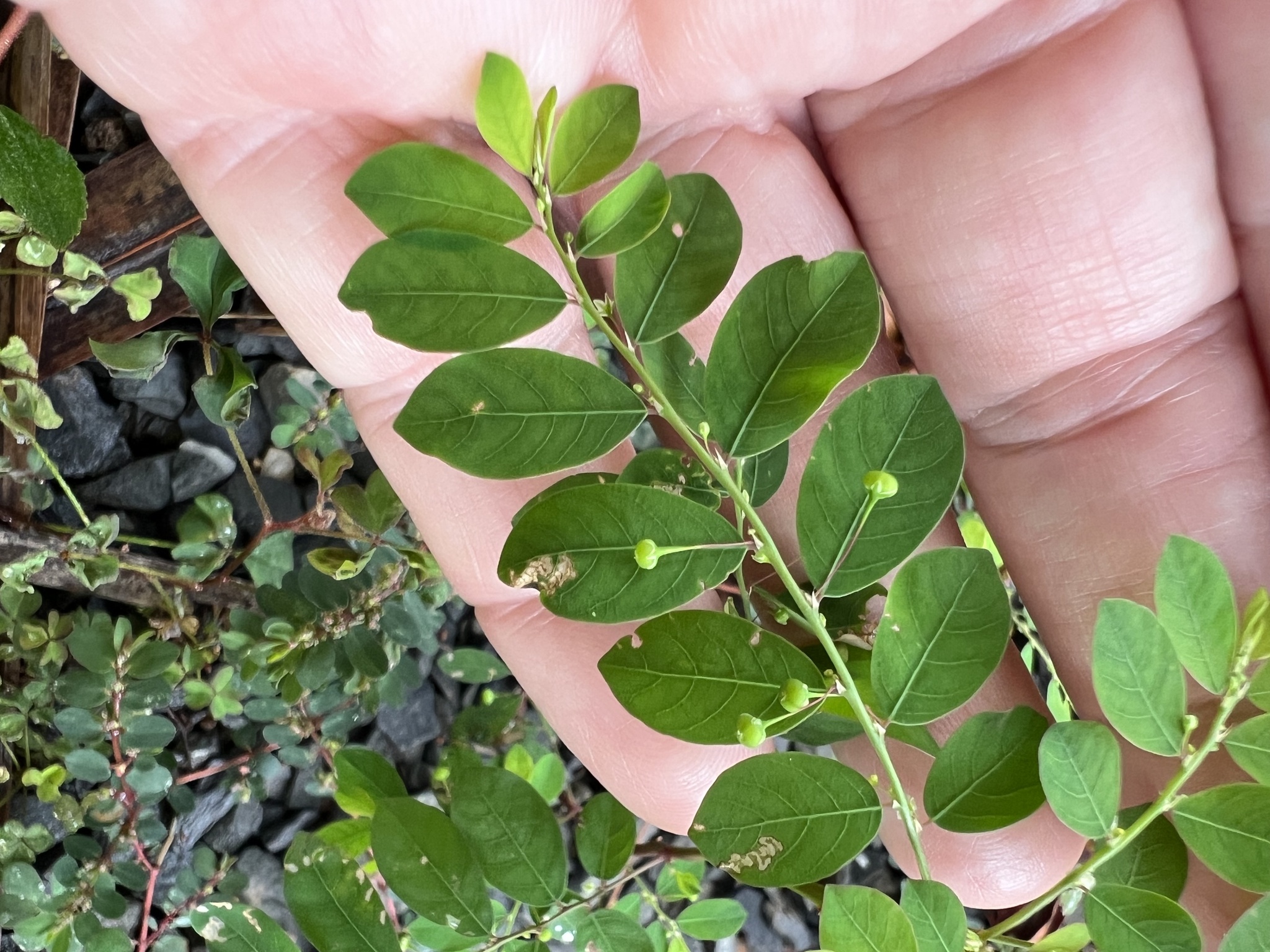 Phyllanthus tenellus