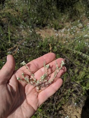 Stylocline gnaphaloides
