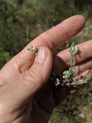 Stylocline gnaphaloides