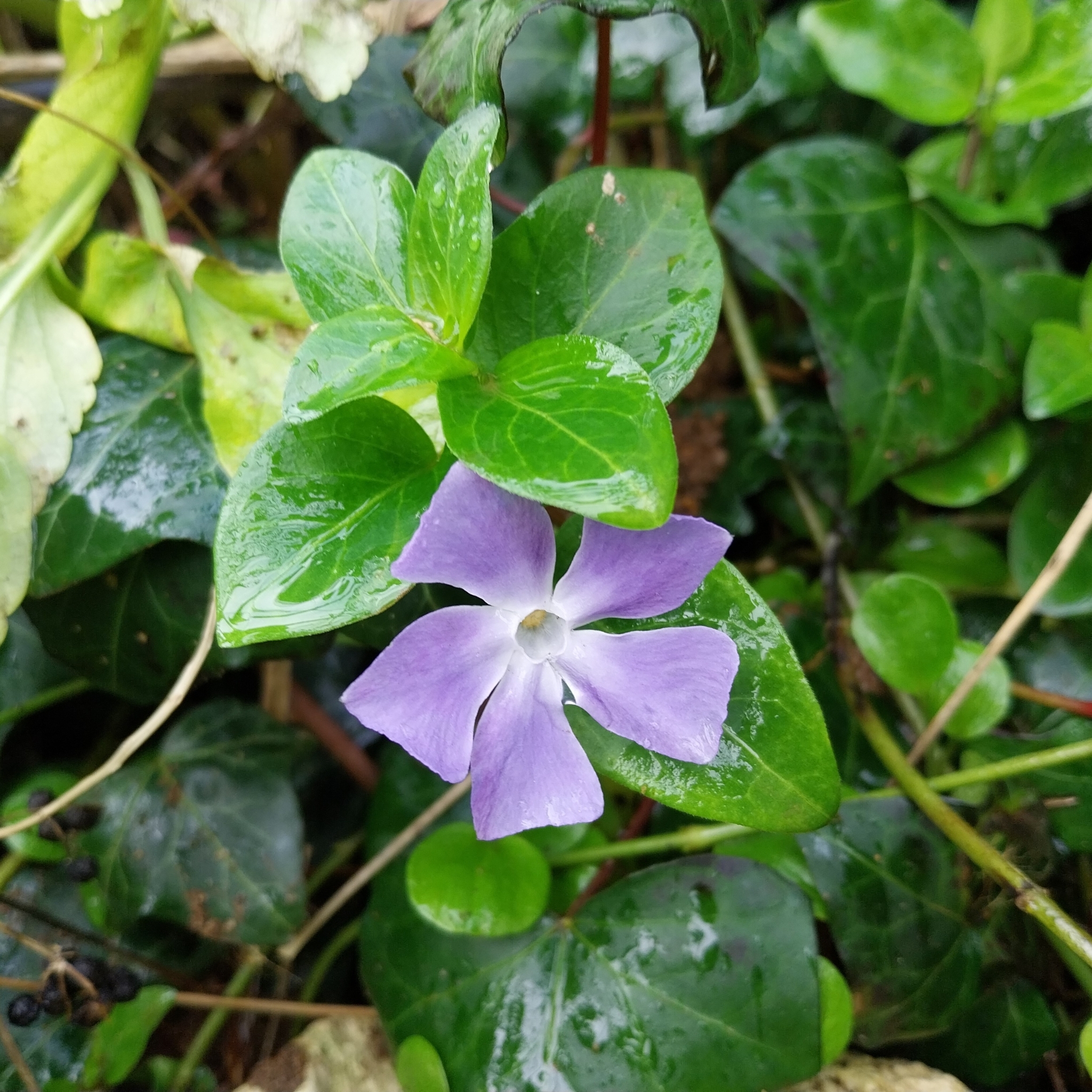 Imagem de Vinca
