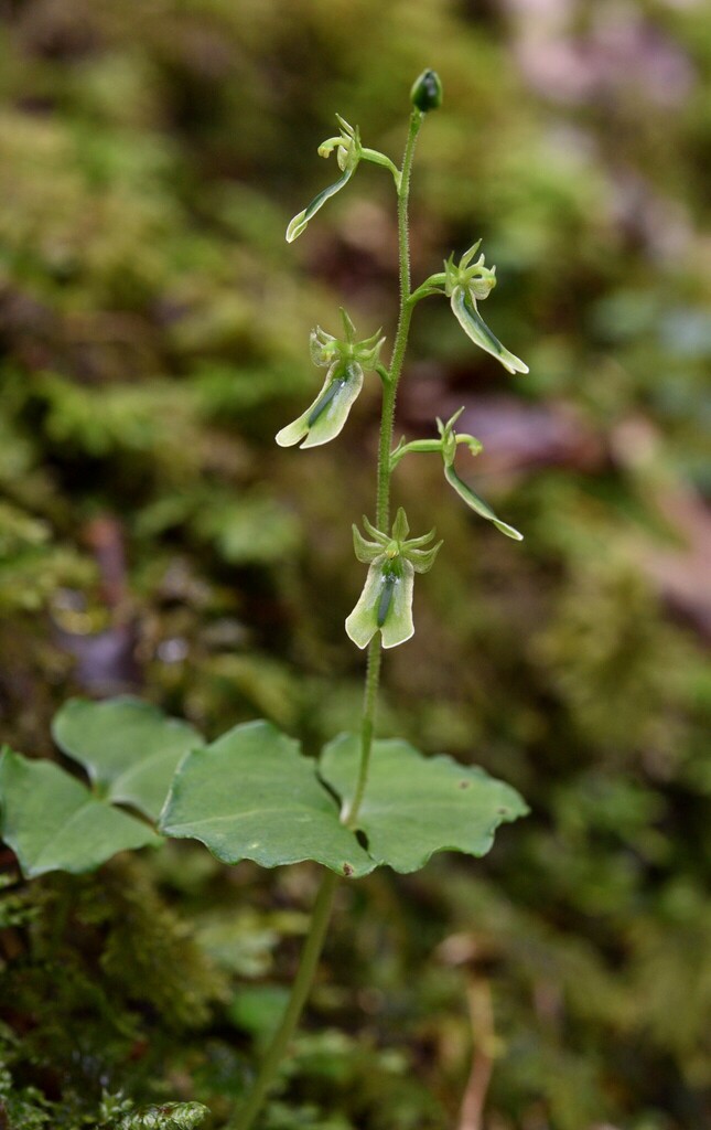 Neottia tatakaensis