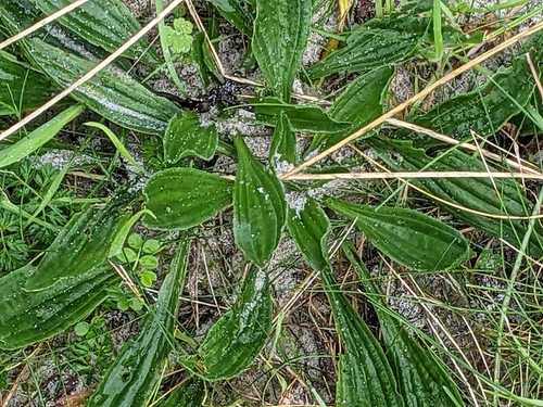 Foto de Tanchagem