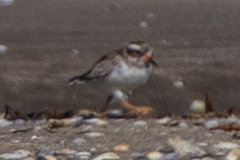 Thinornis novaeseelandiae