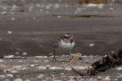 Thinornis novaeseelandiae