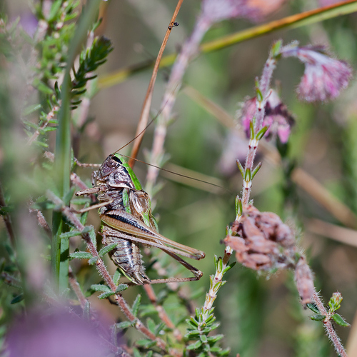 Metrioptera brachyptera
