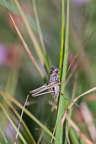 Metrioptera brachyptera
