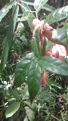 Hypoestes pulchra