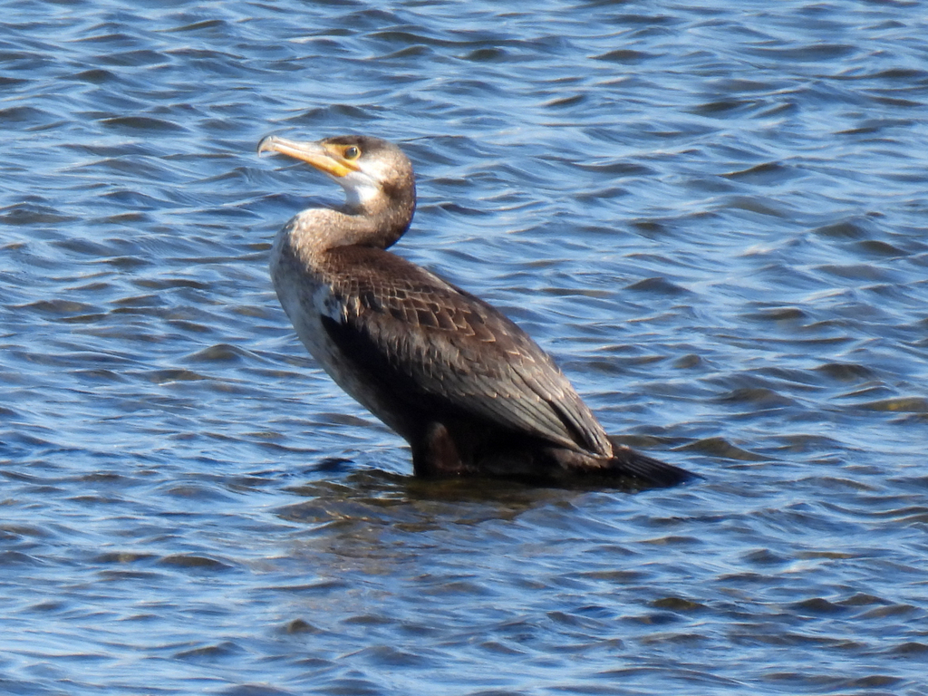 Japanese Cormorant from Takatsu Ward, Kawasaki, Kanagawa, Japan on ...