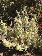 Atriplex lindleyi