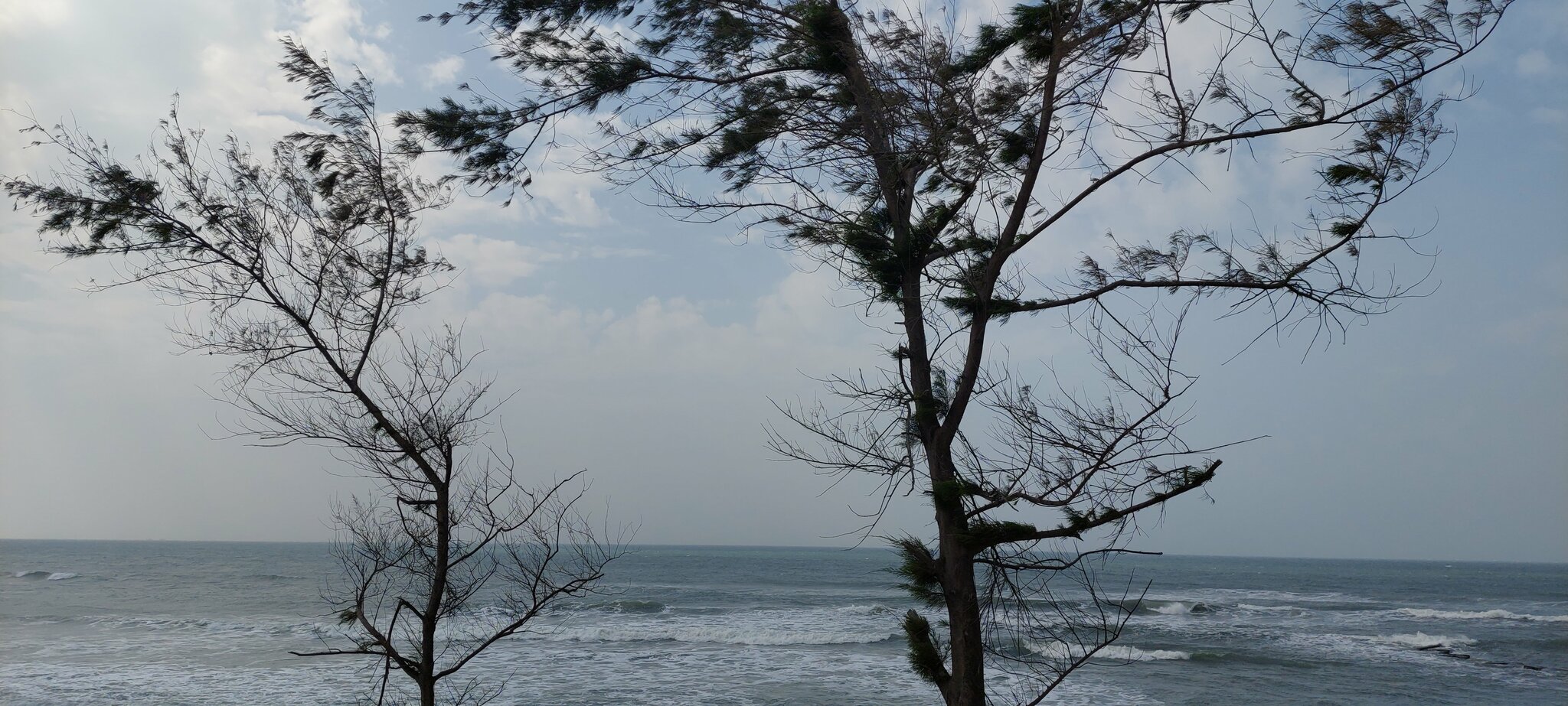 Imagem de Casuarina