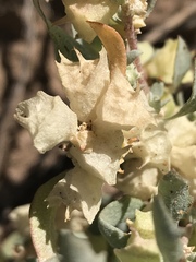 Atriplex lindleyi