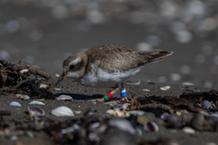 Thinornis novaeseelandiae