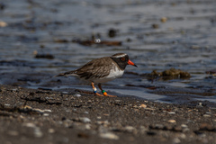 Thinornis novaeseelandiae