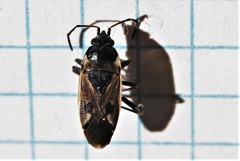 Rhyparochromus vulgaris