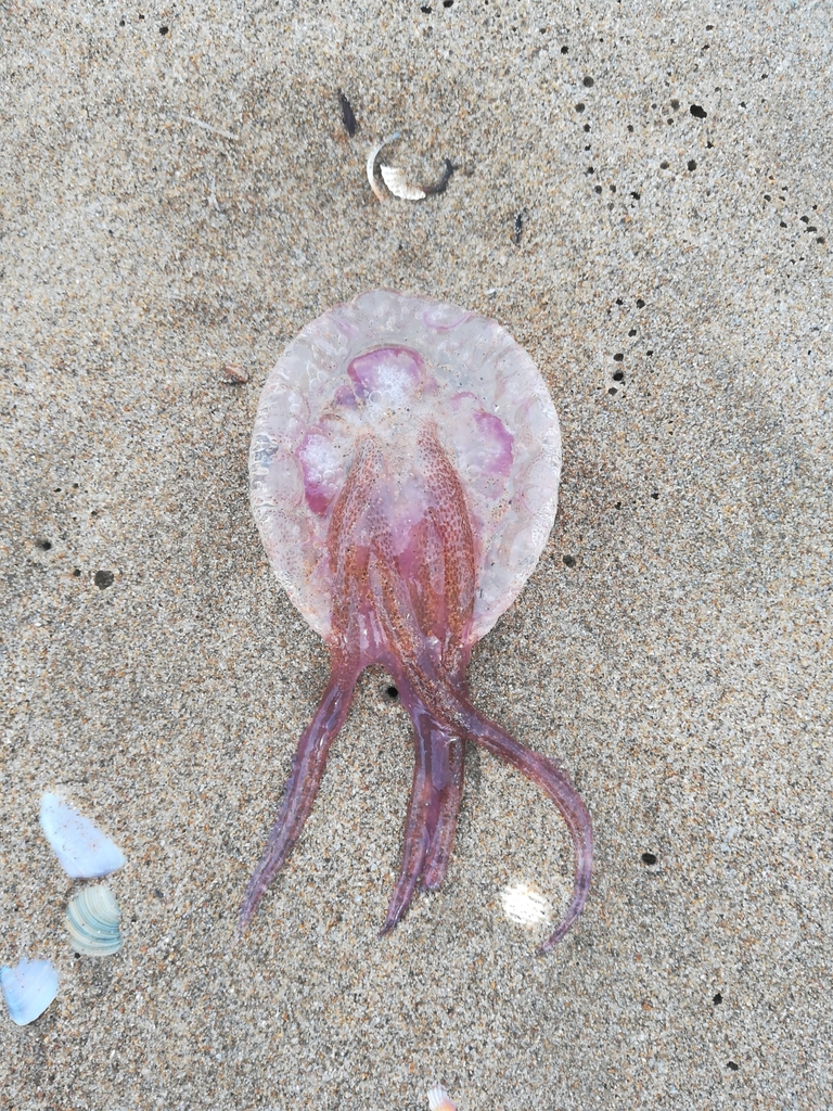 Medusa luminosa