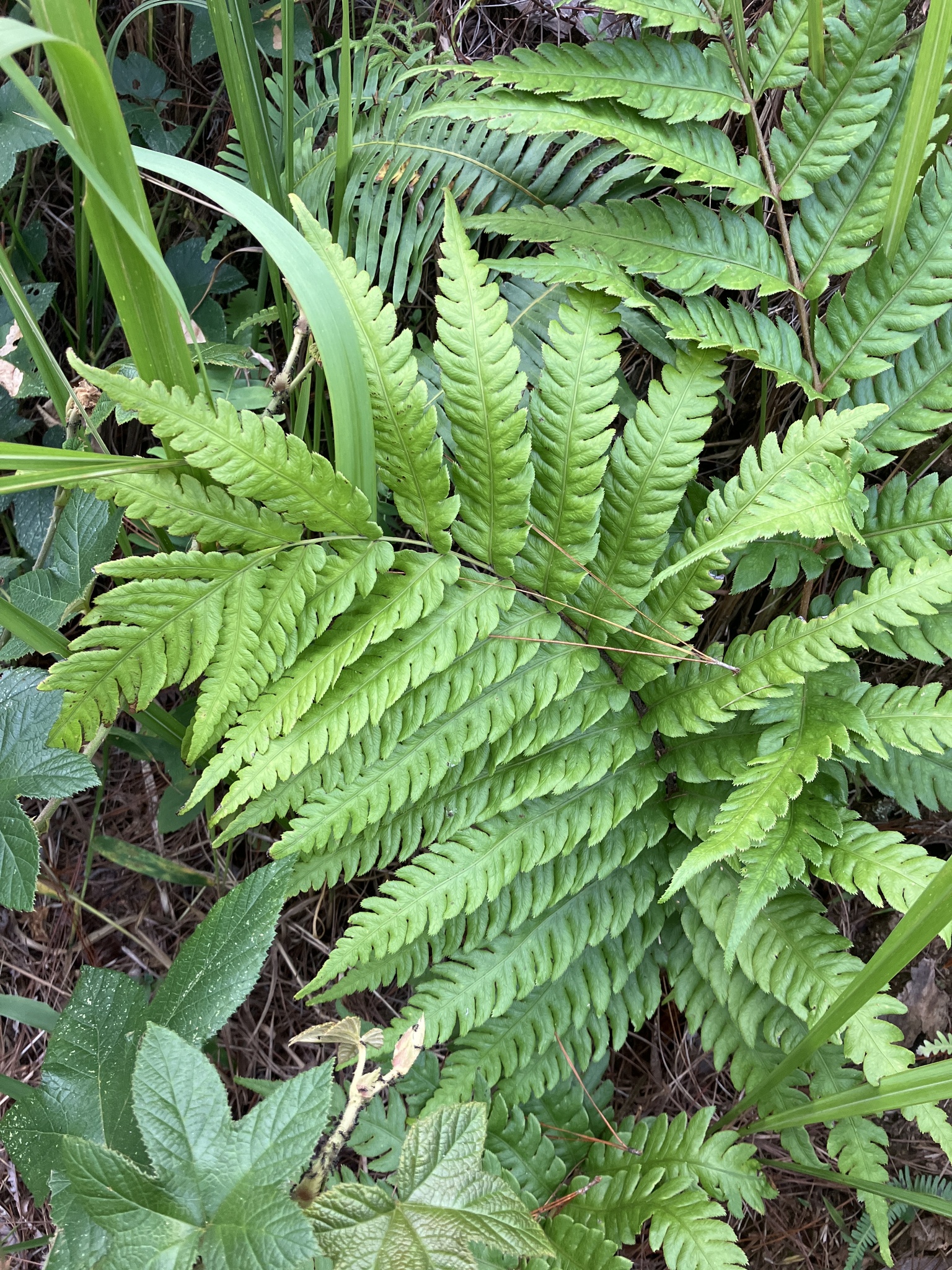 Woodwardia japonica — ảnh 3