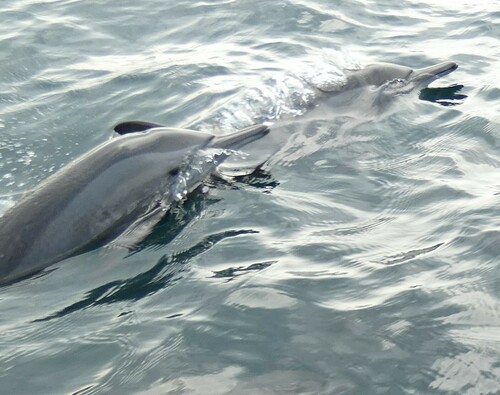 Spinner Dolphin