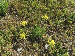 Lomatium caruifolium