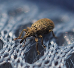 Trichopterapion holosericeum