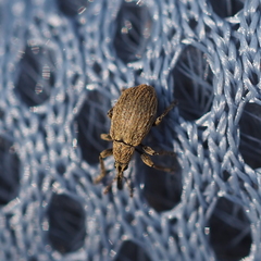 Trichopterapion holosericeum