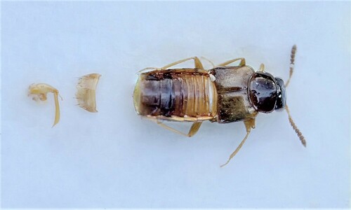 Gyrophaena fasciata