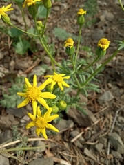 Senecio vernalis