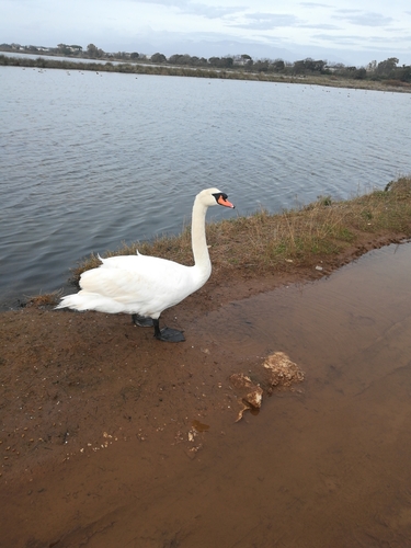 Cigno reale