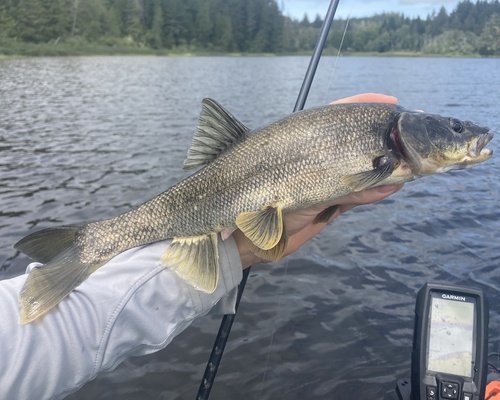 Noordelijke snoekelrits (Ptychocheilus oregonensis) — Cyprinidae