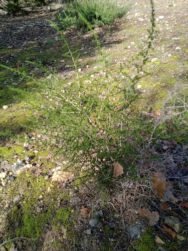 Foto de Aspargo