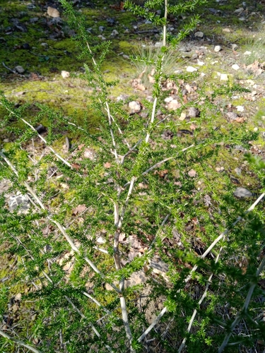 Foto de Aspargo