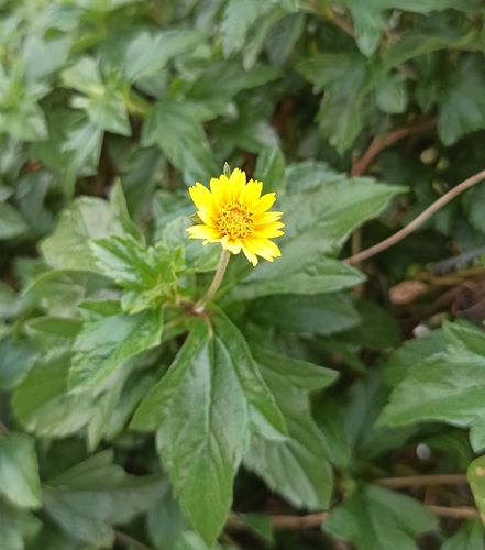 Foto de Wedelia