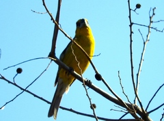 Pheucticus chrysopeplus