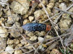 Acantholyda erythrocephala