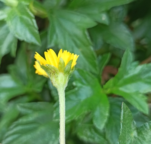 Foto de Wedelia