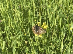 Euphydryas editha bayensis