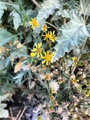 Senecio rudbeckiifolius, photograph (c) Ellky Arteta Paredes, some rights reserved (CC BY)